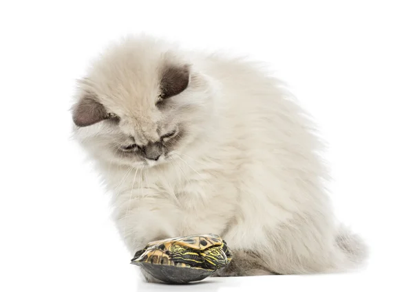 British Longhair kitten playing with a pond slider turtle — Stock Photo, Image