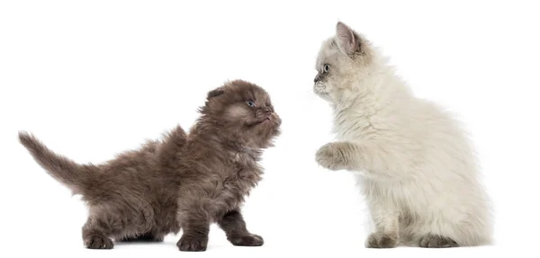 Brittiskt långhår kattungar tittar på varandra — Stockfoto