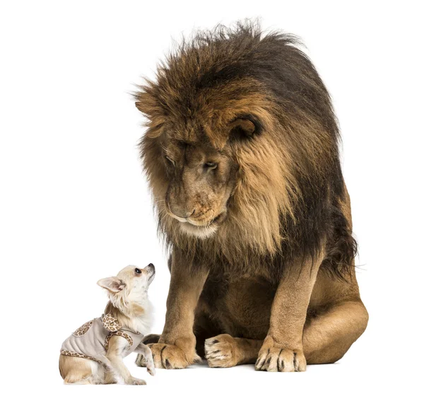Лев сидить і дивиться на чихуахуа одягнений — стокове фото