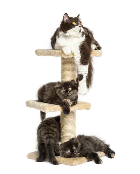 Mother cat resting with her kittens on a cat tree, — Stock Photo, Image