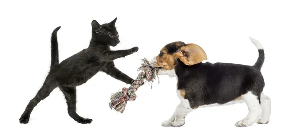 Gatito negro y perrito Beagle jugando con un juguete — Foto de Stock