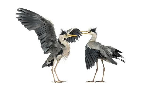 Two Grey Herons flapping — Stock Photo, Image