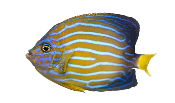 Side view of a Northern Angelfish, Chaetodontoplus septentrional — Stock Photo, Image