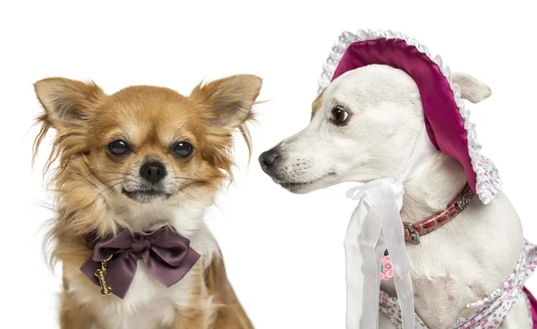 Jack russel wearing a hat looking at a chihuahua wearing a bow t — Stock Photo, Image