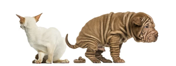 Dog defecating next to a disgusted cat — Stock Photo, Image