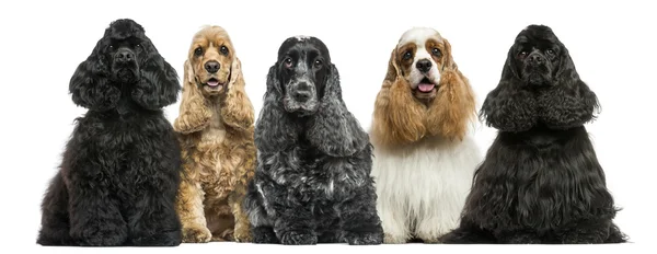 Vooraanzicht van een groep van Amerikaanse cocker spaniels zitten — Stockfoto