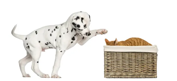 Далматинский щенок играет с котом, прячущимся в корзине — стоковое фото
