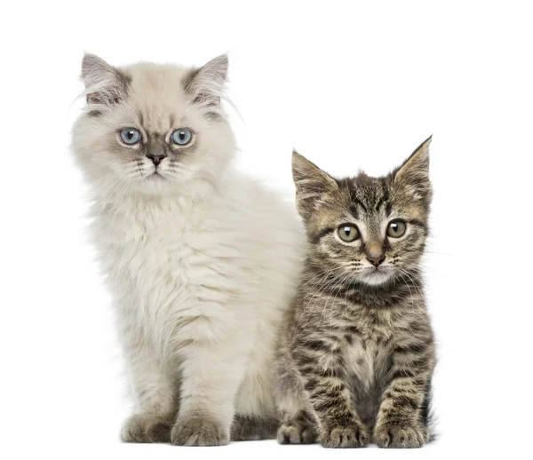 Shorthair europeo e shorthair britannico gattino seduto e guardare — Foto Stock