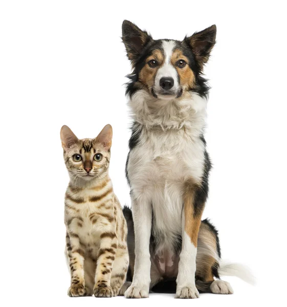 Kat en hond elkaar zitten en geconfronteerd met de camera — Stockfoto