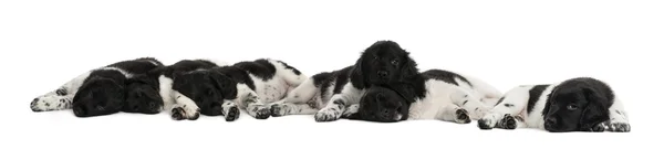 Grupo de cachorros Stabyhoun mintiendo y descansando —  Fotos de Stock