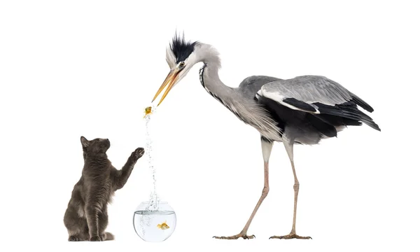 Grey Heron and a cat playing with a goldfish — Stock Photo, Image