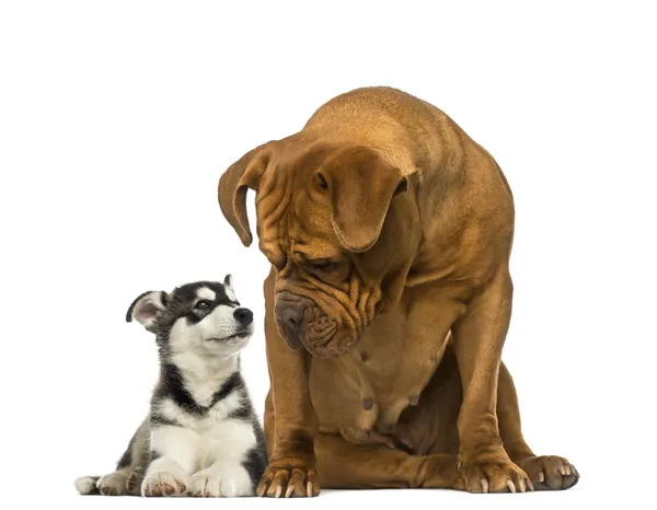 Dogue de Bordeaux sentado e olhando para um malamute husky deitado — Fotografia de Stock