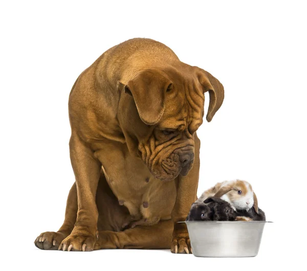 Dogue de Bordeaux sitting and looking at rabbits in a dog bowl — Stock Photo, Image