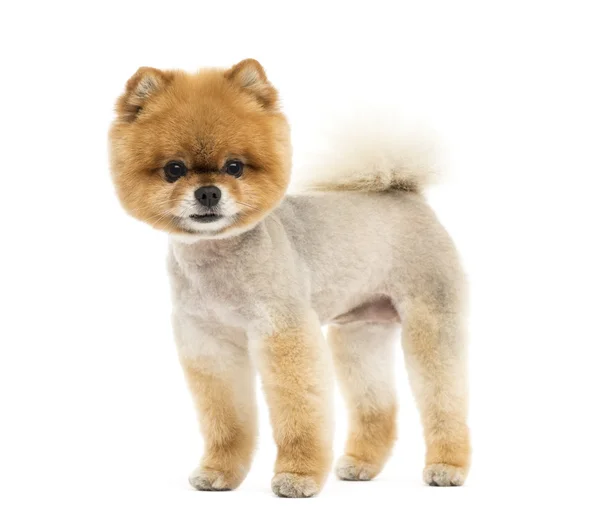 단정한 pomeranian 개 서와 카메라를 보고 — 스톡 사진