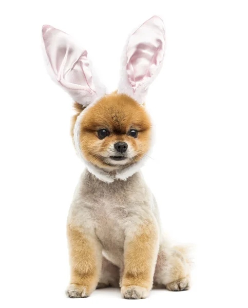 Groomed Pomeranian dog sitting and wearing rabbit ears headband — Stock Photo, Image