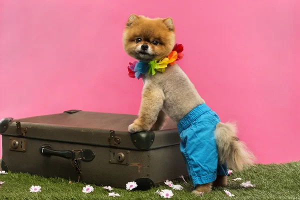 Pomeranya köpeği, şort ve hawaiian lei, bavula yaslanmış — Stok fotoğraf