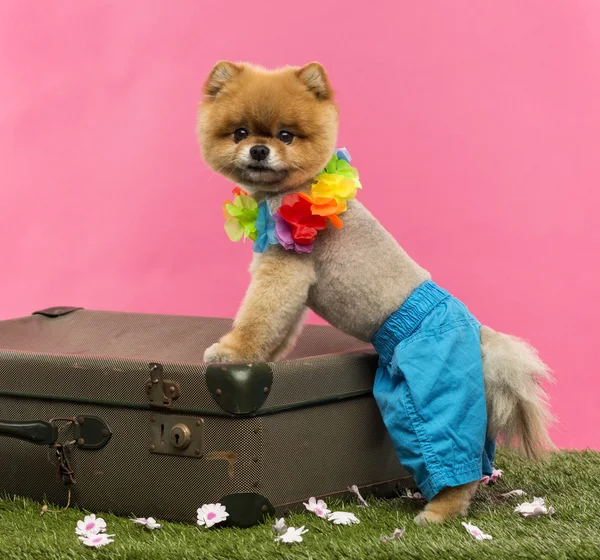Špicl pes, šortky a Havajských lei, opíraje se o kufr — Stock fotografie