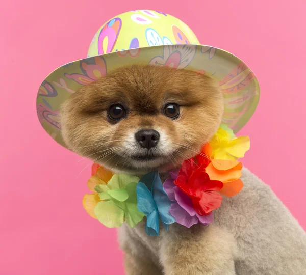 Pomeranian dog wearing a colored hat and a Hawaiian lei — Stock Photo, Image