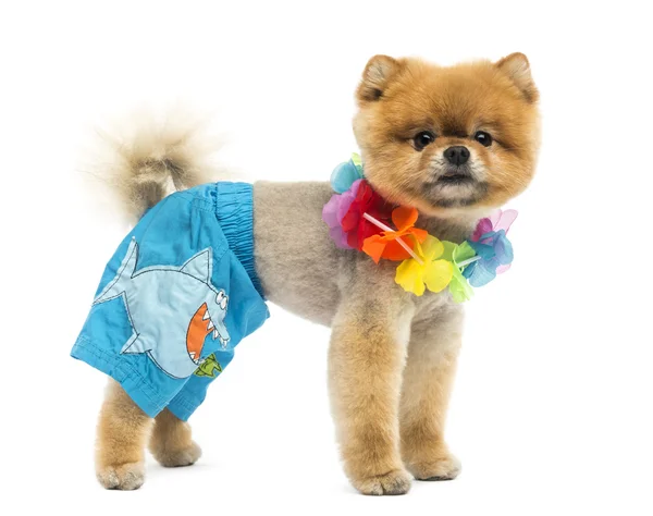 पोमेरेनियन कुत्ता शॉर्ट्स और एक हवाई लेई पहने हुए — स्टॉक फ़ोटो, इमेज