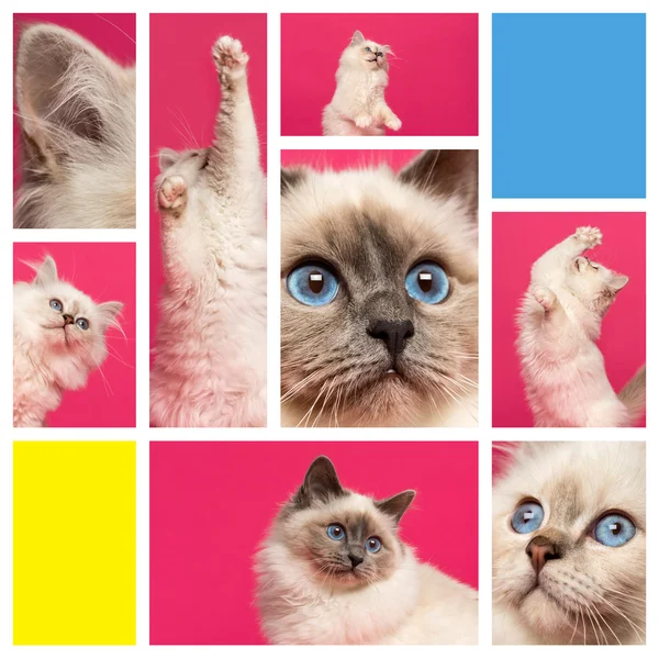 Composition of a Birman kitten — Stock Photo, Image