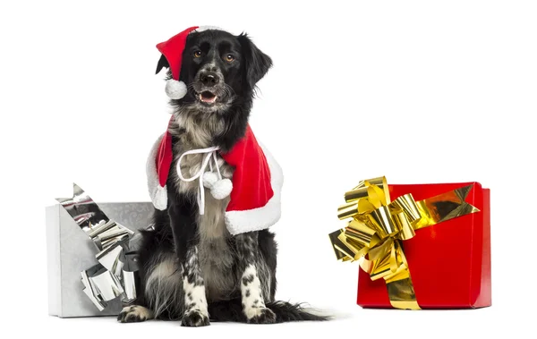 Border Collie wearing Christmas clothes, sitting next to present — Stock Photo, Image