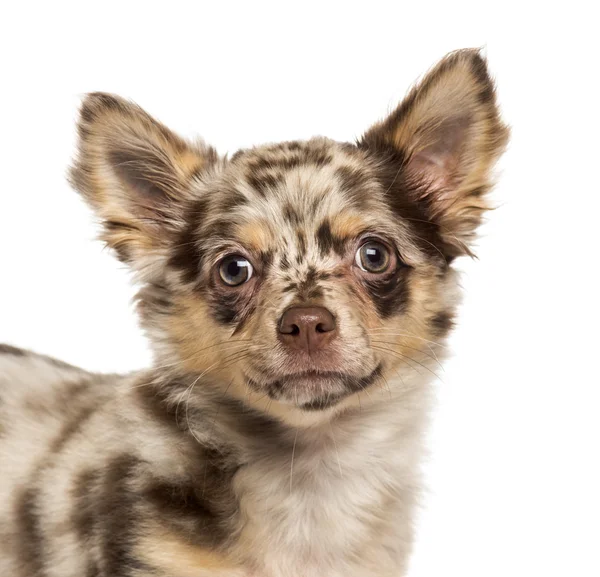 Kameraya bakarak bir chihuahua yavrusu Close-Up — Stok fotoğraf