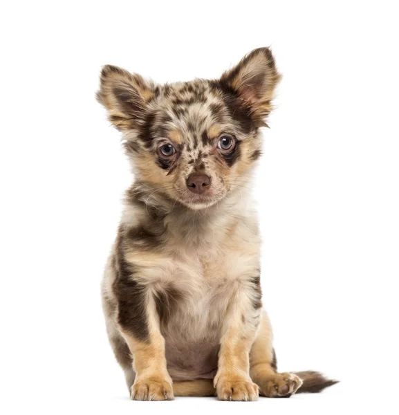 Chihuahua pup zitten en kijken naar de camera — Stockfoto