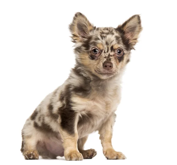 Chihuahua pup zitten en kijken naar de camera — Stockfoto