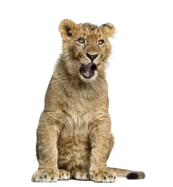 Filhote de leão sentado e bocejo — Fotografia de Stock