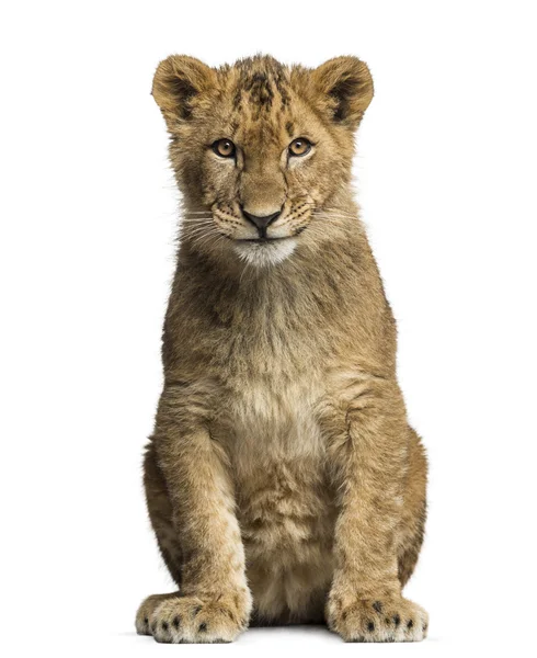 Lion cub sitting and looking at the camera — Stock Photo, Image