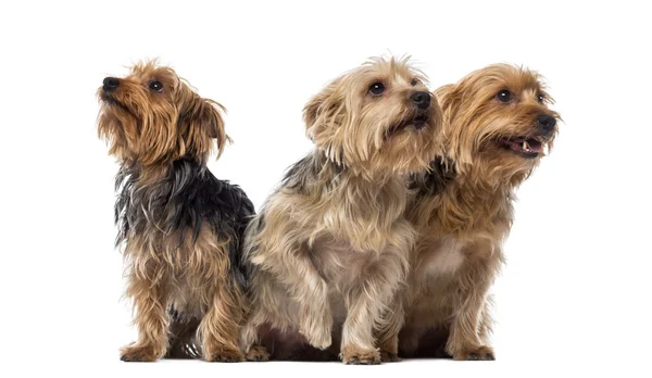 Tres Yorkshire Terriers sentados y mirando hacia arriba — Foto de Stock