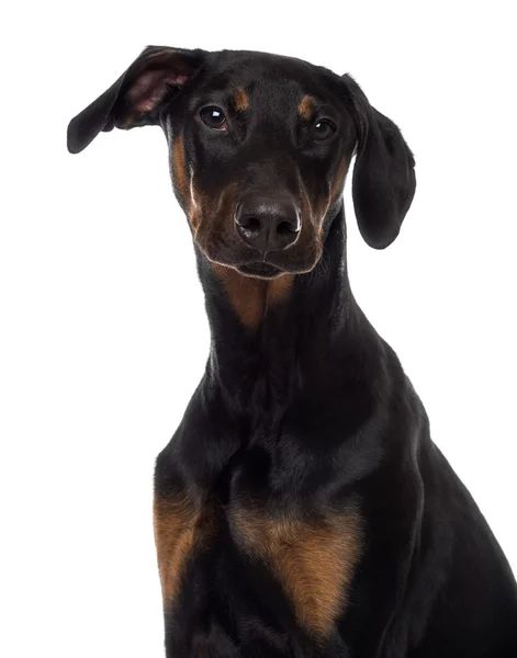 Gros plan d'un chiot Doberman Pinscher regardant la caméra — Photo