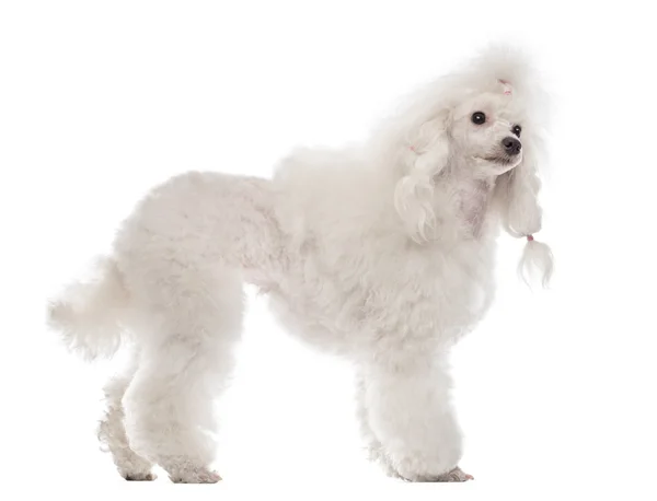 Poodle standing and looking away — Stock Photo, Image