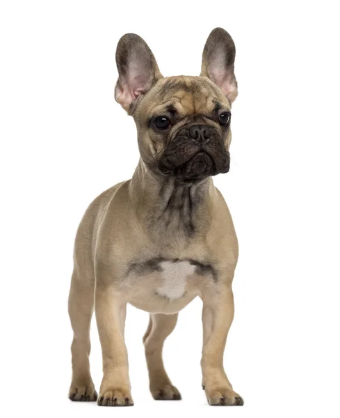 Francese Bulldog cucciolo in piedi e guardando altrove — Foto Stock