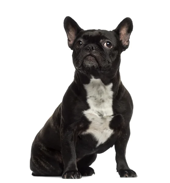 Bulldog francés sentado y mirando hacia otro lado —  Fotos de Stock