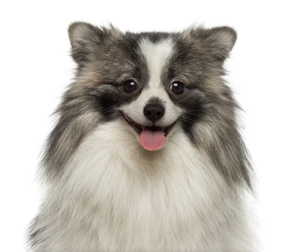 Close-up of a happy German Spitz smiling — Stock Photo, Image