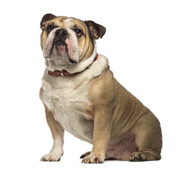 İngilizce bulldog oturma ve yukarıya bakıyor