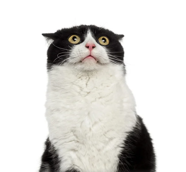 Primo piano di un timido gatto di razza mista che guarda in alto — Foto Stock