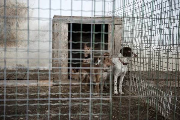 Abandoned dogs in a cage — Stock Photo, Image