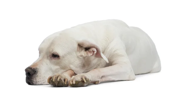 Dogo Argentino lying and looking away — Stock Photo, Image