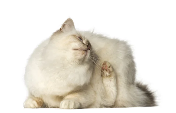 Birman scratching itself — Stock Photo, Image