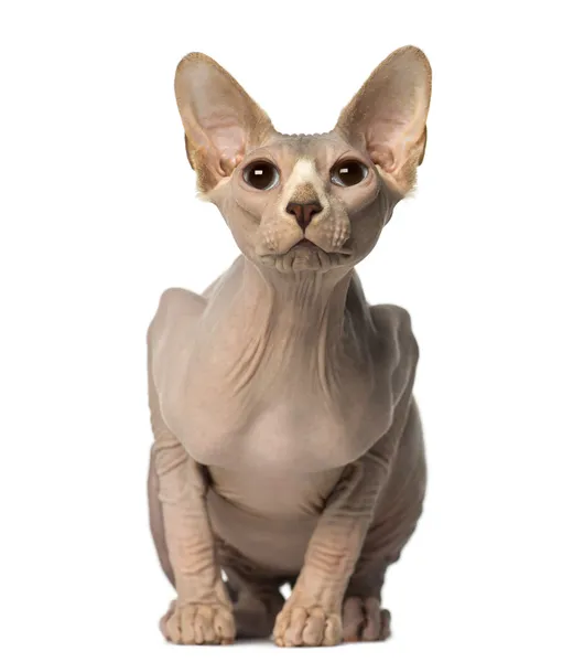 Sphynx sitting and looking up — Stock Photo, Image