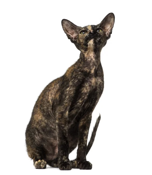 Петерлысый котенок сидит и смотрит вверх — стоковое фото
