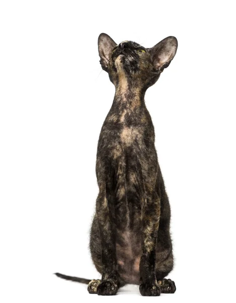 Peterbald gatito sentado y mirando hacia arriba — Foto de Stock