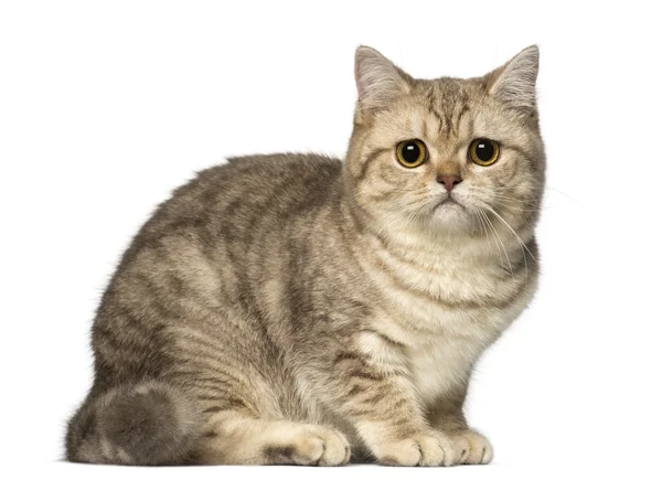 Worried British Shorthair lying and looking at the camera — Stock Photo, Image