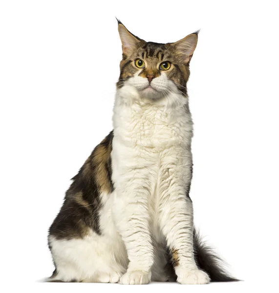 Maine Coon sitting and looking up — Stock Photo, Image