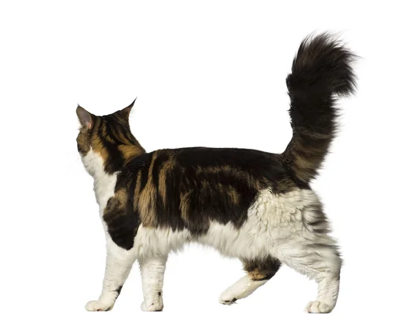 Maine Coon walking away — Stock Photo, Image