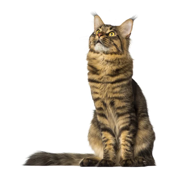 Maine coon zitten en opzoeken — Stockfoto