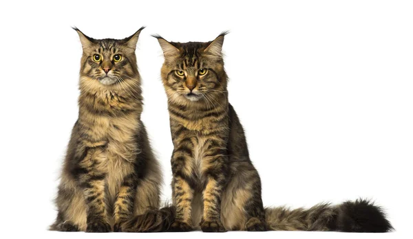 Twee maine coons zitten en een van hen is gaan zitten mokken — Stockfoto