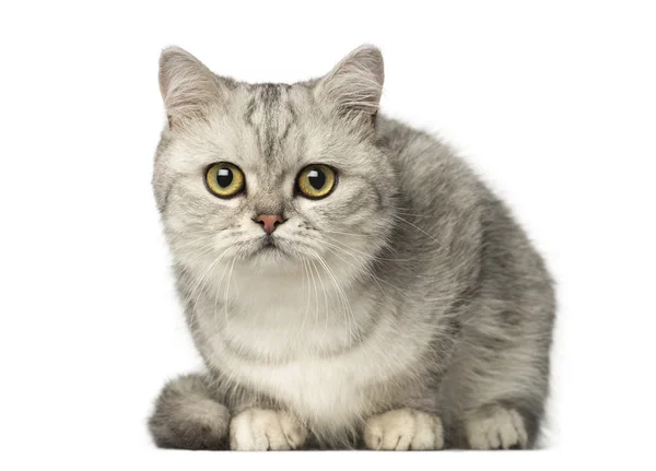 Britânico Shorthair gatinho deitado e olhando para a câmera — Fotografia de Stock